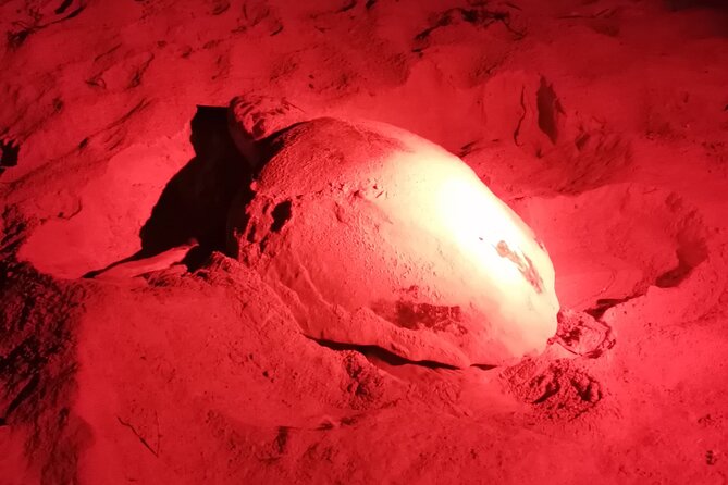 Sea Turtle Nesting Observation on Sal Island - Customer Experiences and Reviews