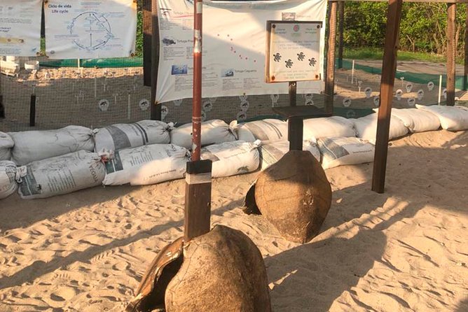 Sea Turtle Release in Puerto Vallarta - Educational Highlights