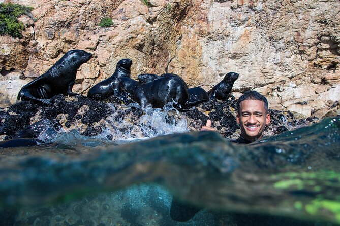 Seal Swimming Activity in Plettenberg Bay - Participant Guidelines