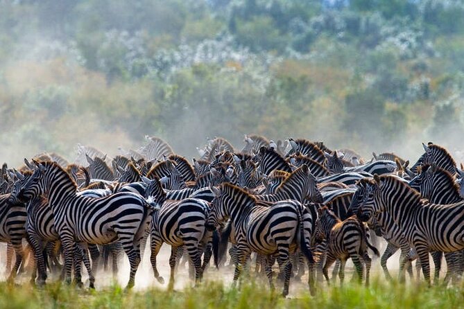 Serengeti Great Wildebeest Migration - 5 Days Tanzania Safari - Accessibility Features