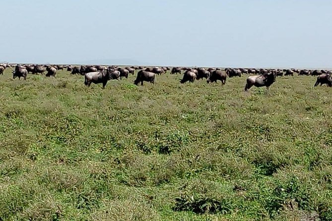 Serengeti Great Wildebeest Migration Luxury Safari: - Pickup Information