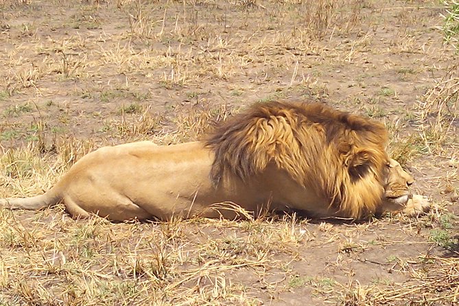 Serengeti National Park 7 Days Safaris Camping - Accommodation Options