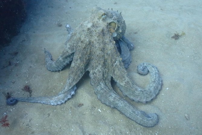 Sesimbra Dive Discovery - Exploring the Diving Spot
