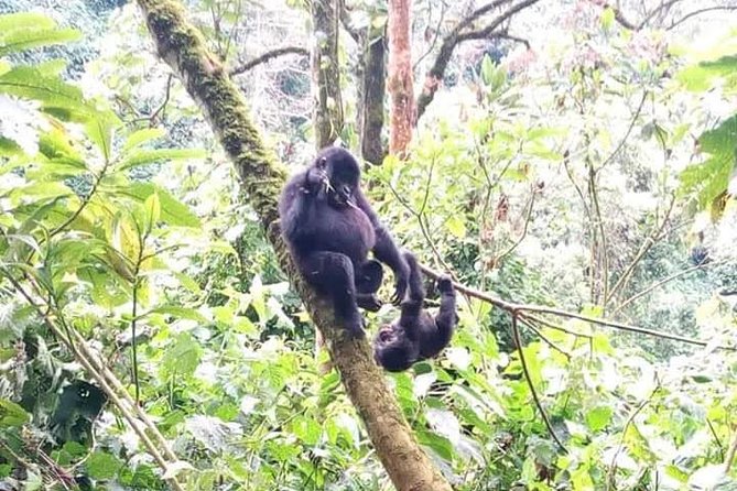 Seven Days One Wonderful Week Safari In Uganda - Chimpanzee Trekking at Kibale