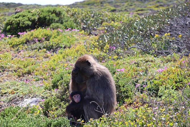 Shared Half Day Tour in Cape Peninsula With African Penguins - Pickup and Meeting Details