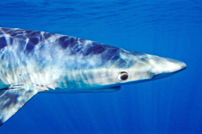 Shark Diving With Blue and Mako Sharks in San Diego - Anticipating the Shark Encounter