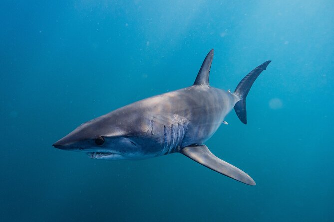 Shark Safari & Snorkel Adventure in Cabo San Lucas - Cancellation and Refund Policy