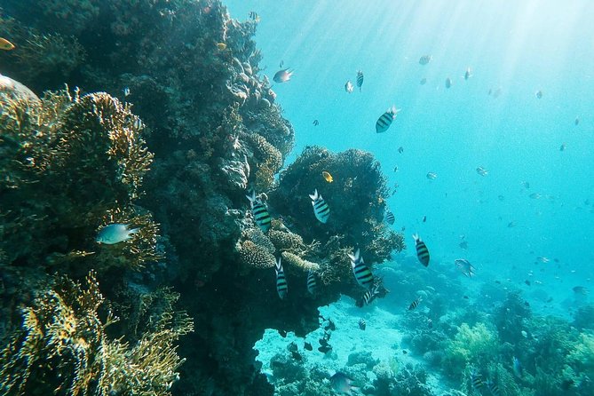 Shore Snorkeling - Two Hours - Equipment and Inclusions