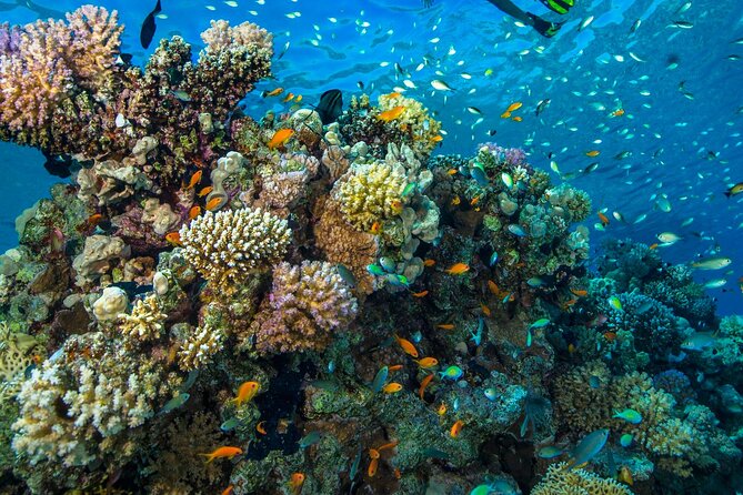 Side:Scuba Diving Experience Underwater Museum Side - Whats Included in the Package