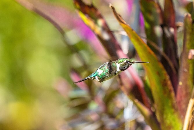 Sightings of Hummingbirds - Hummingbird Observatory - Participant Information