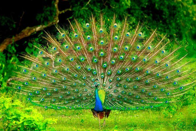 Sigiriya and Dambulla Day Trip From Kandy - Cancellation Policy