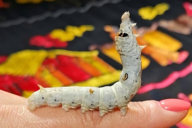 Silk Tour in Lyon - Silkworm Exhibitions