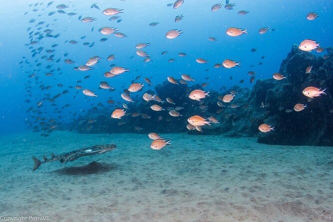 Single Scuba Try-Dive in Puerto Del Carmen - Small Groups - 2 Hours - Included in the Experience