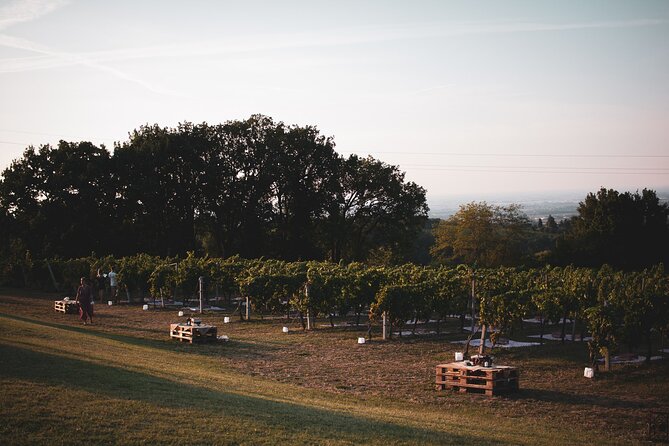 Small-Group Half-Day Wine Tour With Tasting in Dozza Village - Vineyard and Cellar Visits