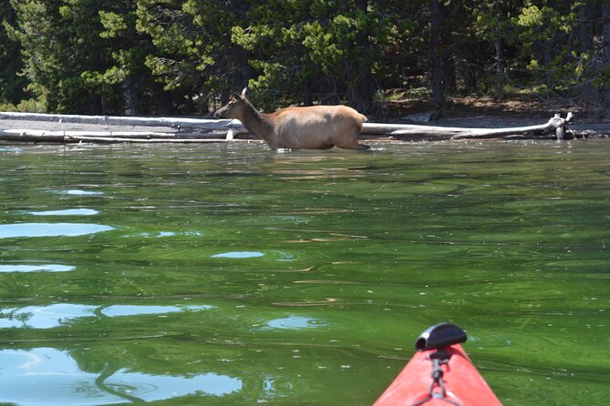 Small-Group Sunset Kayaking Tour on Lake Yellowstone - Meeting Point and Directions