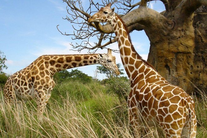 Small Group Tour to Nairobi Park Baby and Optional Baby Elephants - Recommended by Travelers