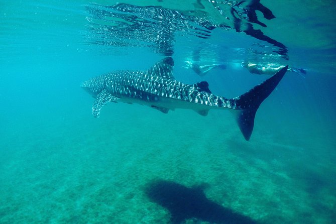 Small Group Whale Shark Snorkeling in La Paz BCS MX - Reviews and Experiences
