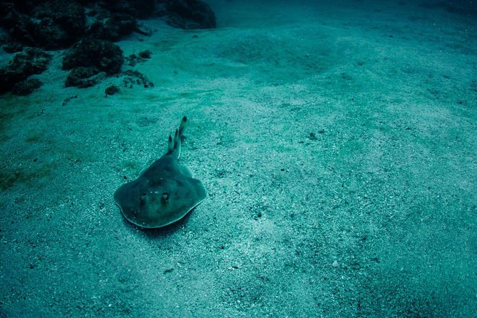 Snorkel in Marietas Island - Customer Feedback
