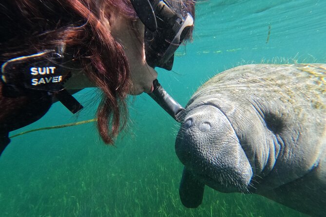 Snorkel Tour With the Manatee on Kings Bay, Crystal River - Customer Experiences