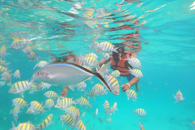 Snorkeling Adventure and Explore Catalina Island From Punta Cana - Snorkeling Experience