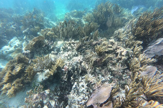 Snorkeling Adventure in Puerto Morelos Includes Snack, Water and Round Trip. - Tequila Tasting and Lunch