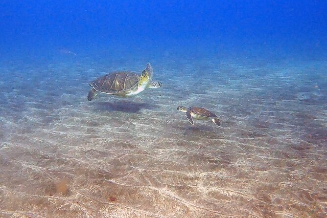 Snorkeling Excursion in the Rayas and Turtles Zone - Meeting and Pickup Details
