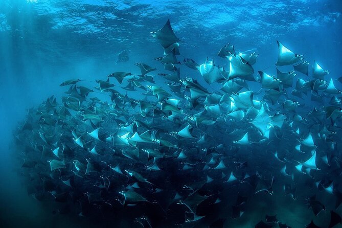 Snorkeling Open Ocean Wildlife Safari in Los Cabos With Photos Included - Schedule and Accessibility