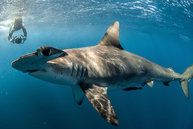 Snorkeling or Swimming With Sharks in Cabo San Lucas - Participation Requirements