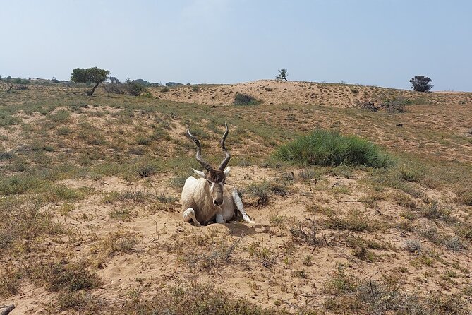 Souss Massa National Park Half Day Trip From Agadir - Pricing and Booking Details