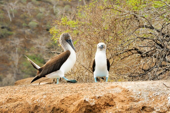 South Plazas and Punta Carrion Day Tour:Land Iguanas & Snorkeling - Booking Information