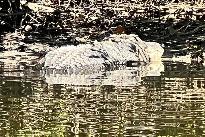 Space Coast Manatee & Coastal Wildlife Kayak Tour - Tour Inclusions
