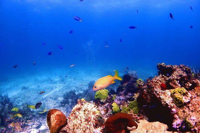 SPECIAL! Snorkel at MUSA - The Underwater Museum Reservation - Meeting Details