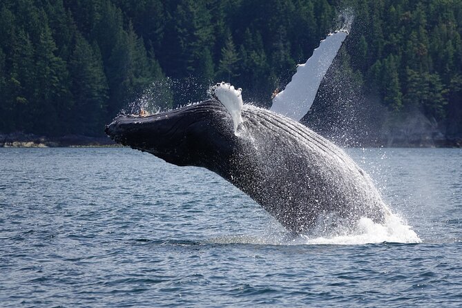Spring Bear and Waterfall Tour - Weather Impact