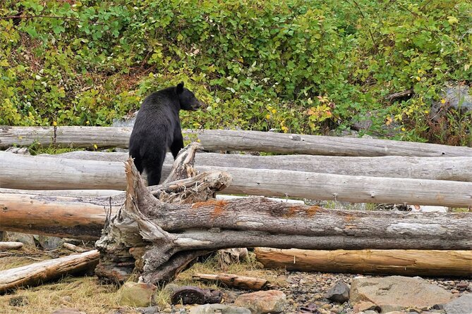 Spring Bears and Whales in Campbell River Tour - Participant Information