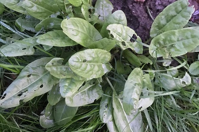 Spring Green Forage - Exploring the Wonders of Nature
