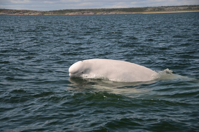 Subarctic Discovery: Churchill Beluga Whales - Included Amenities