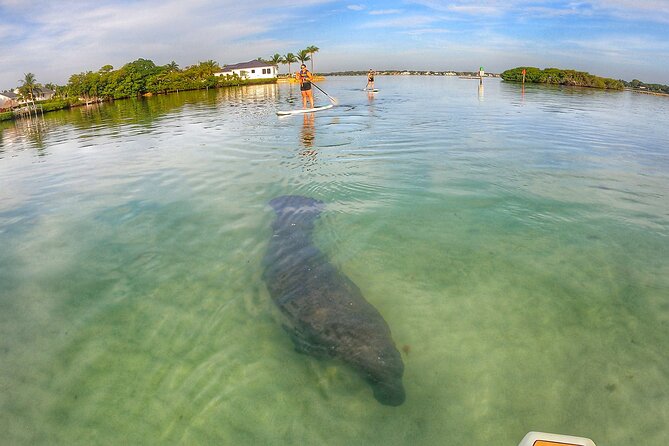 Sunrise Paddle Boarding Adventure in Jupiter - Wildlife Encounters