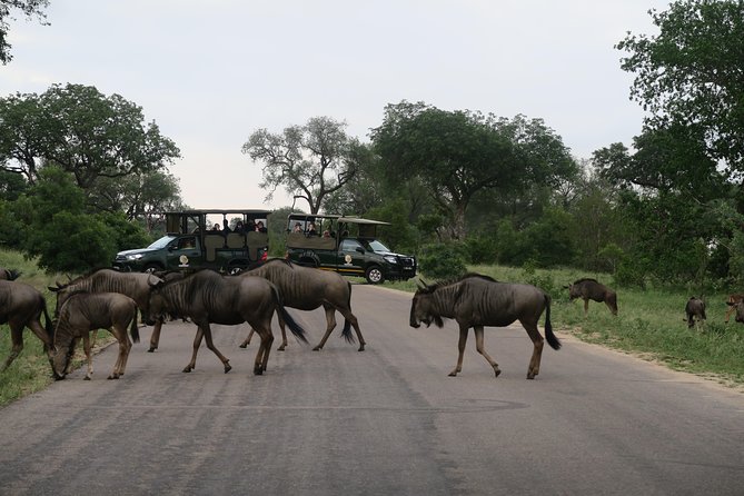 Sunset Safari With Open Top Vehicle in Pilanesberg National Park - Small Group Experience