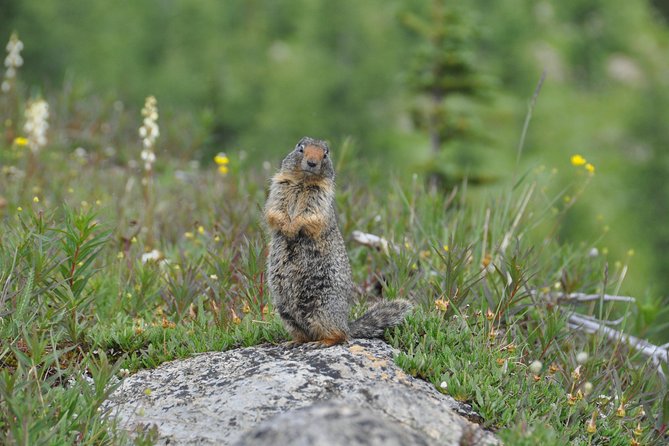 Sunshine Meadows Vistas - Guided Hike (Easy) - Meeting and Pickup Details