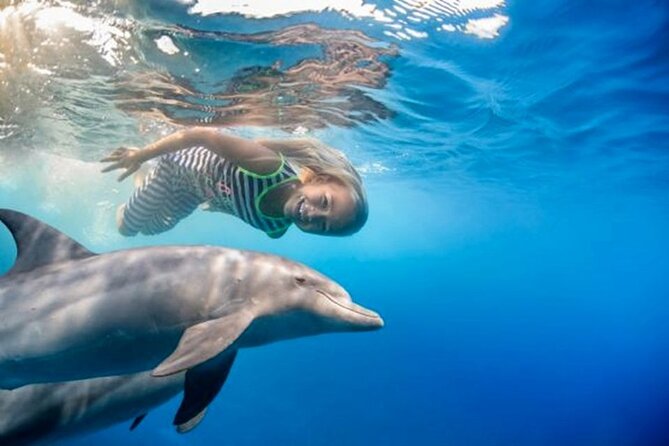 Swim With Dolphin By Semi PRIVATE Speedboat 4 Hours Sea Trip & Transfer-Hurghada - Itinerary and Inclusions