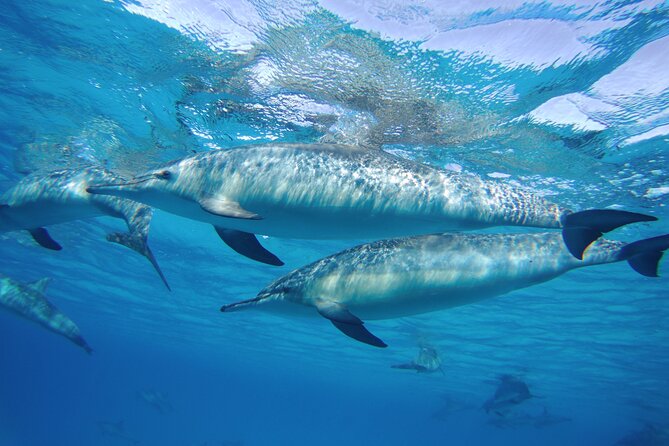 Swim With Dolphin in Dolphin House Satayeh Reef Snorkeling Sea Trip - Marsa Alam - Reviews and Ratings