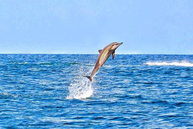 Swimming With Wild Dolphins & Whale Watching With Transportation - Booking Information