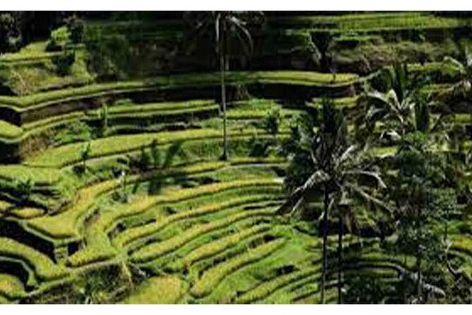 Swing Bali-Ubud Rice Terrace_Elephant Cave & Ubud Waterfall - Health and Safety Considerations