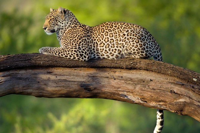Tanzania Classic Safari - 7 Days - Travel Insurance and Visa
