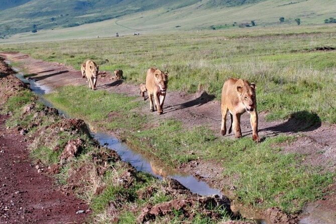 Tarangire, Serengeti, Ngorongoro Group Tour (4 Days) - Professional Guide Support