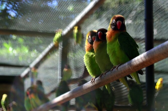 >>TAXI ONLY<< to CASELA BIRD PARK, SAFARI. - Pickup Locations and Instructions