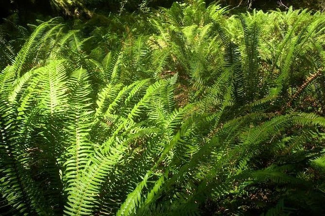 Temperate Rainforest Olympic Mountains - Discovering the Iconic Spruce Tree