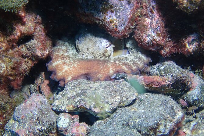 Tenerife Diving Course for Beginners With Two Dives - Equipment and Insurance Provided