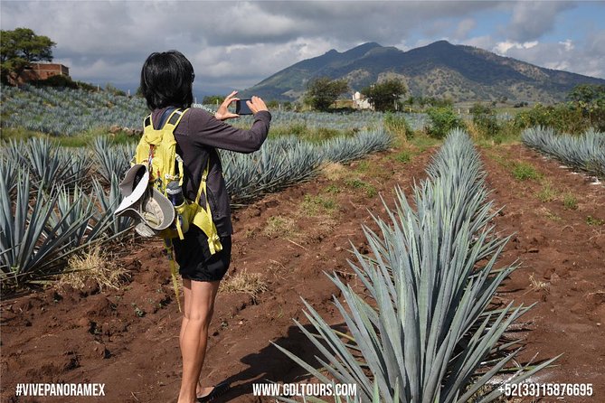 Tequila Route Experience From Guadalajara - Health and Safety Considerations