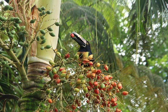 The Best Birdwatching Tour Around The Arenal Volcano - Tour Logistics and Accessibility